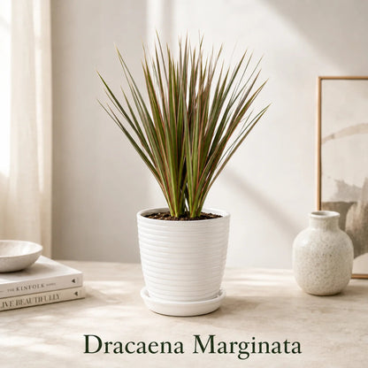 Dracaena Marginata in Special Planter (Indoor Plant)