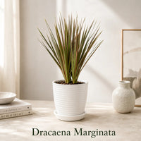 Dracaena Marginata in Special Planter (Indoor Plant)