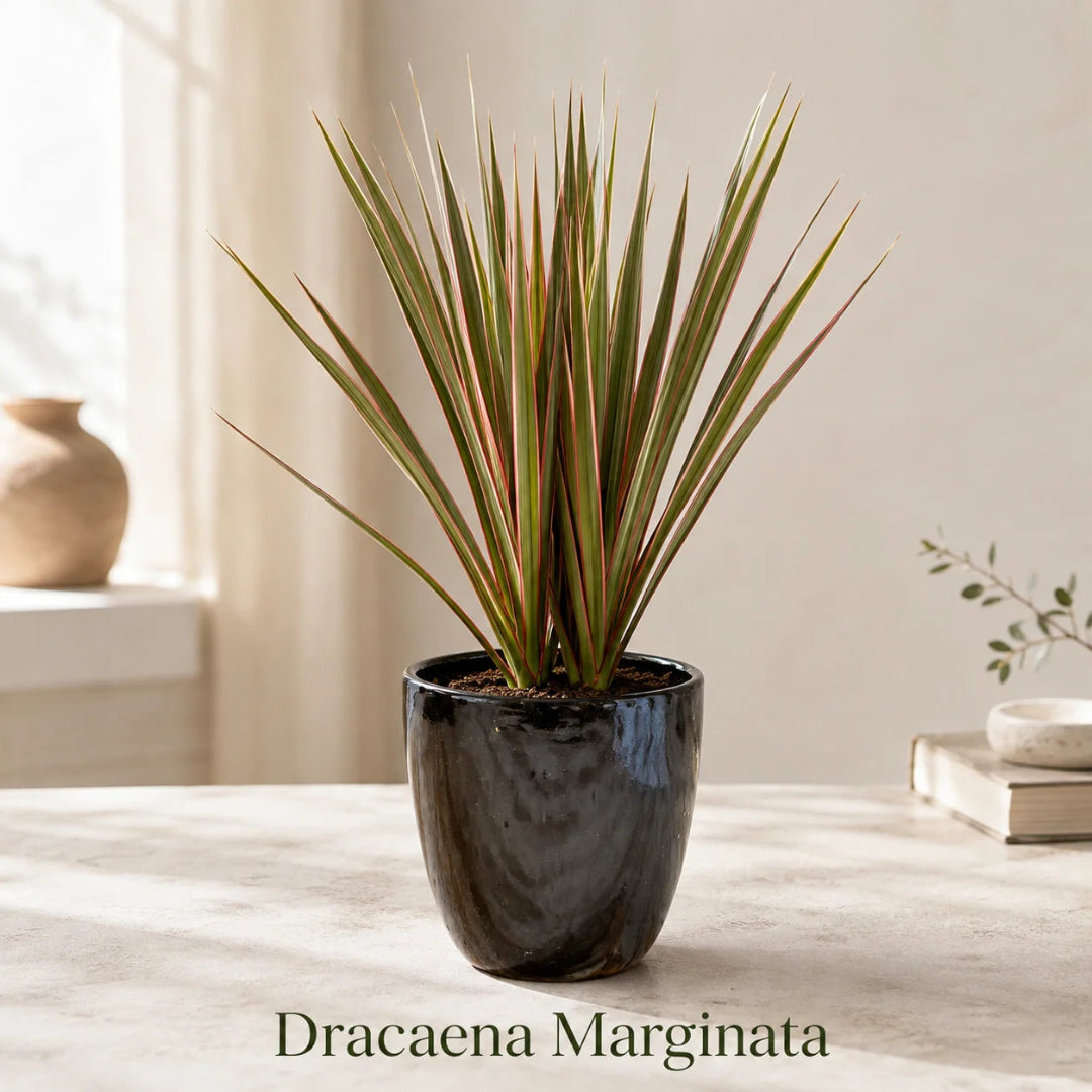 Dracaena Marginata in Special Planter (Indoor Plant)