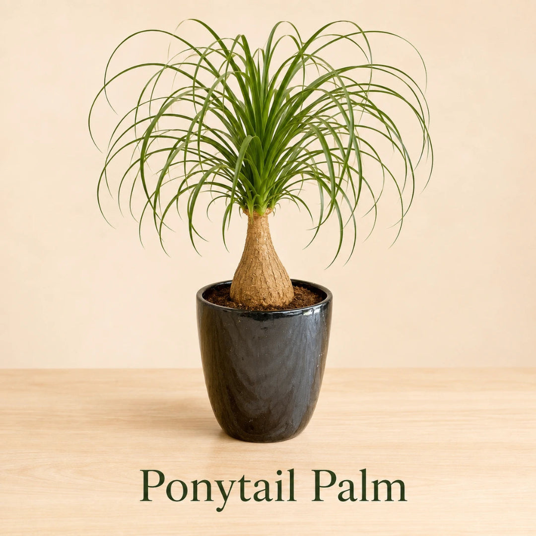 Ponytail Palm in Special Planter (Indoor Plant)