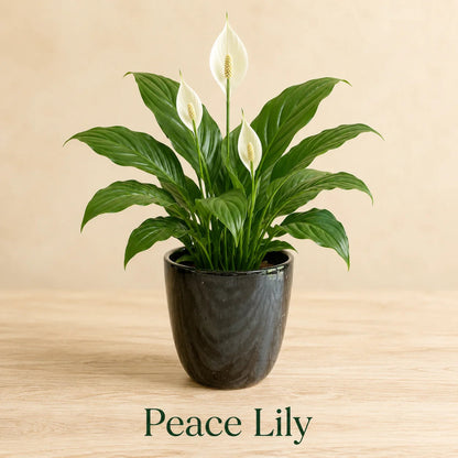 Peace lily flowering houseplant with fresh green foliage and graceful white blooms