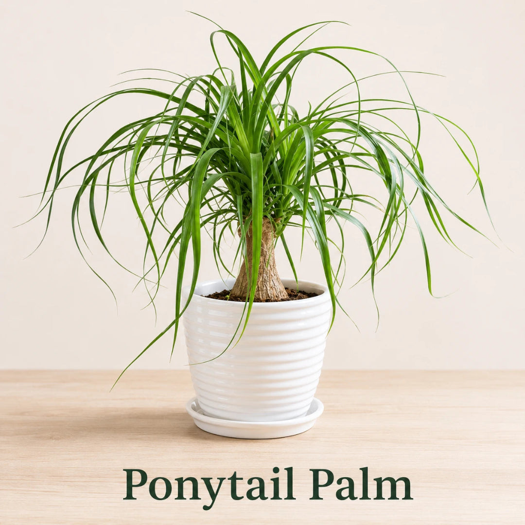 Ponytail Palm in Special Planter (Indoor Plant)