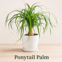 Ponytail Palm in Special Planter (Indoor Plant)