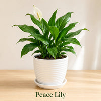 Live peace lily plant with white flowers displayed in a decorative ceramic pot