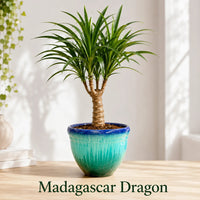 Madagascar Dragon (Dracaena marginata) Plastic Plant - Indoor Plant