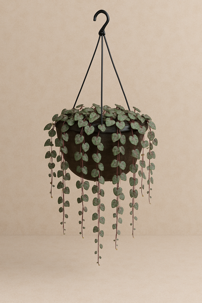 String of Hearts (Hanging basket)