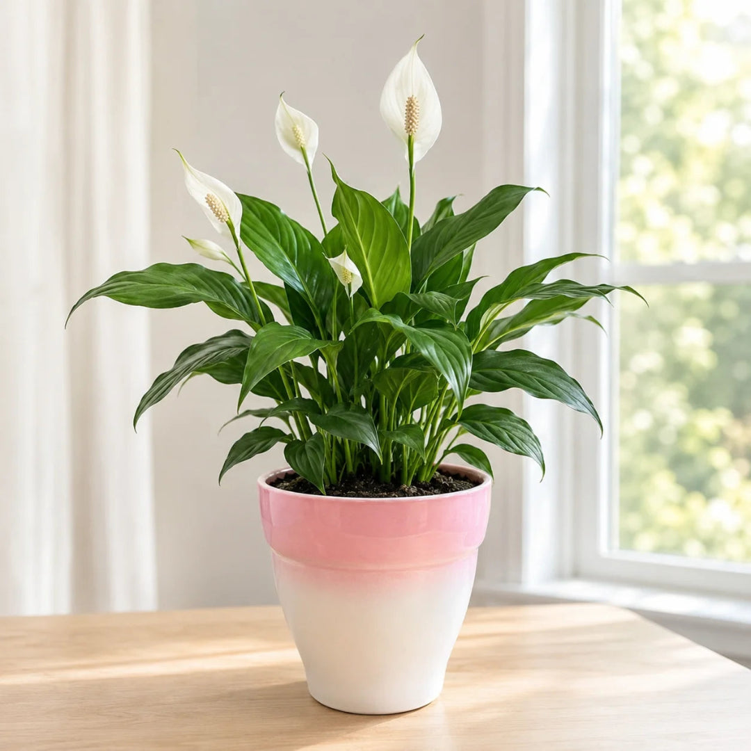 Live peace lily spathiphyllum plant with white flowers in pink ombre ceramic pot