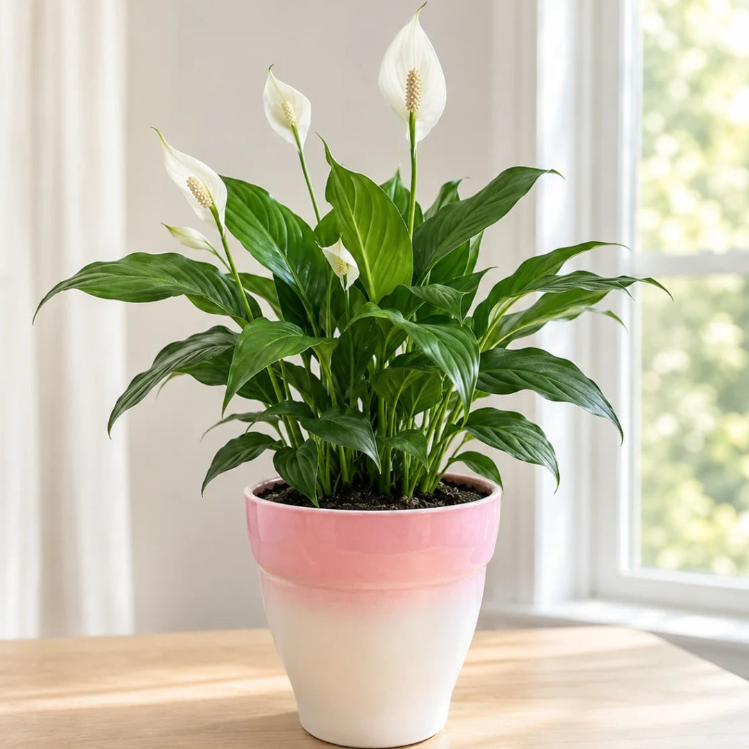 Spathiphyllum peace lily plant in ceramic pot for stylish indoor home decor