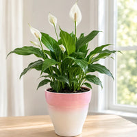 Spathiphyllum peace lily plant in ceramic pot for stylish indoor home decor