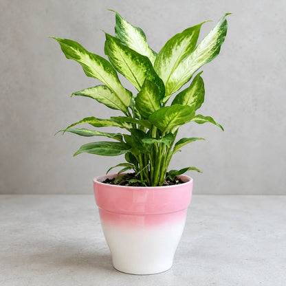 Dieffenbachia indoor plant with attractive variegated leaves