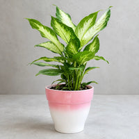 Dieffenbachia indoor plant with attractive variegated leaves