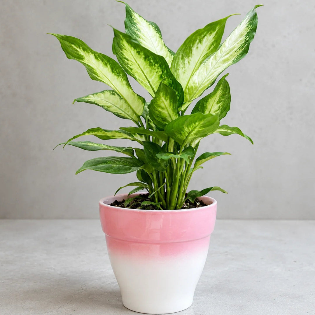 Dieffenbachia seguine live plant with lush green foliage and upright form