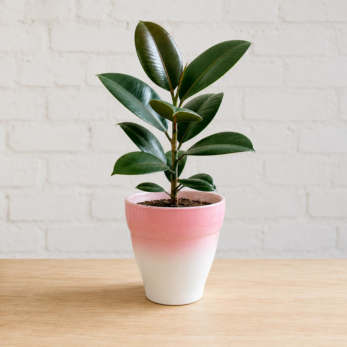 Rubber tree houseplant with lush green foliage