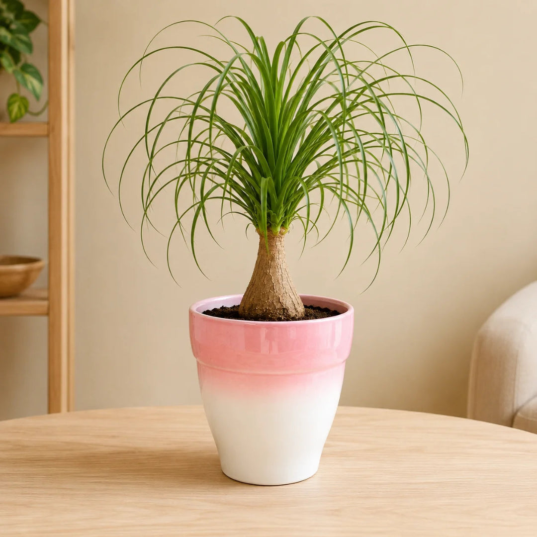 Live beaucarnea recurvata ponytail palm tree in pink and white ceramic planter