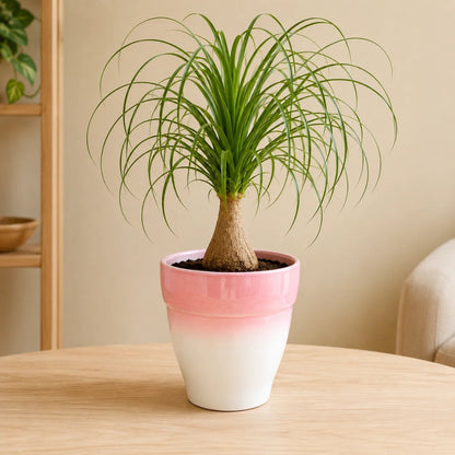 Live beaucarnea recurvata ponytail palm tree in pink and white ceramic planter