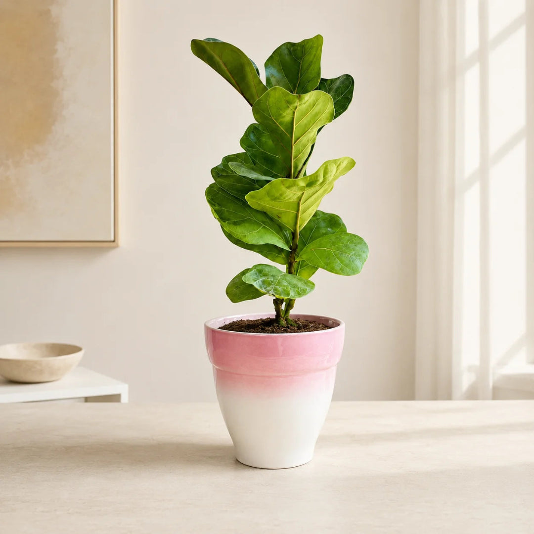 Live fiddle leaf fig plant in ceramic pot with large glossy leaves for home decor