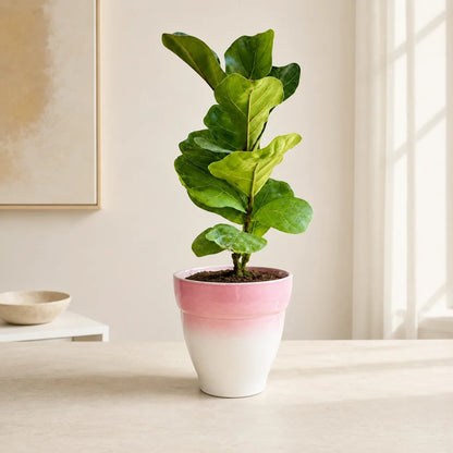 Live fiddle leaf fig plant in ceramic pot with large glossy leaves for home decor
