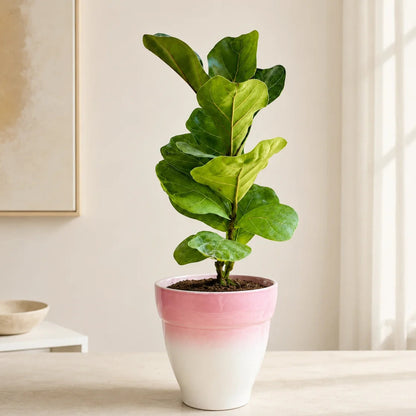 Fiddle leaf fig tree houseplant with attractive violin shaped leaves