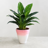 Peace lily indoor plant with lush foliage and elegant blooms for home decor