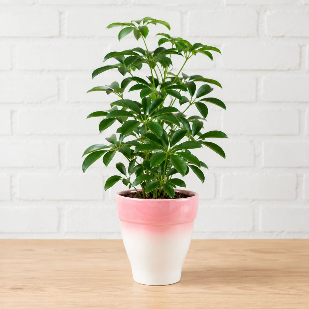 Live schefflera arboricola dwarf umbrella plant in pink and white ombre ceramic pot