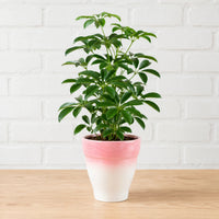 Live schefflera arboricola dwarf umbrella plant in pink and white ombre ceramic pot