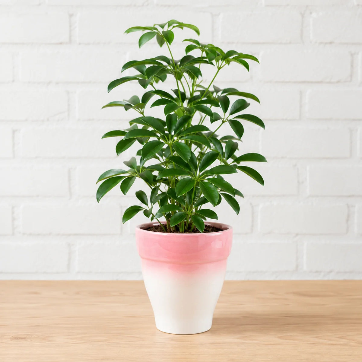 Schefflera arboricola umbrella plant with umbrella shaped glossy green leaves