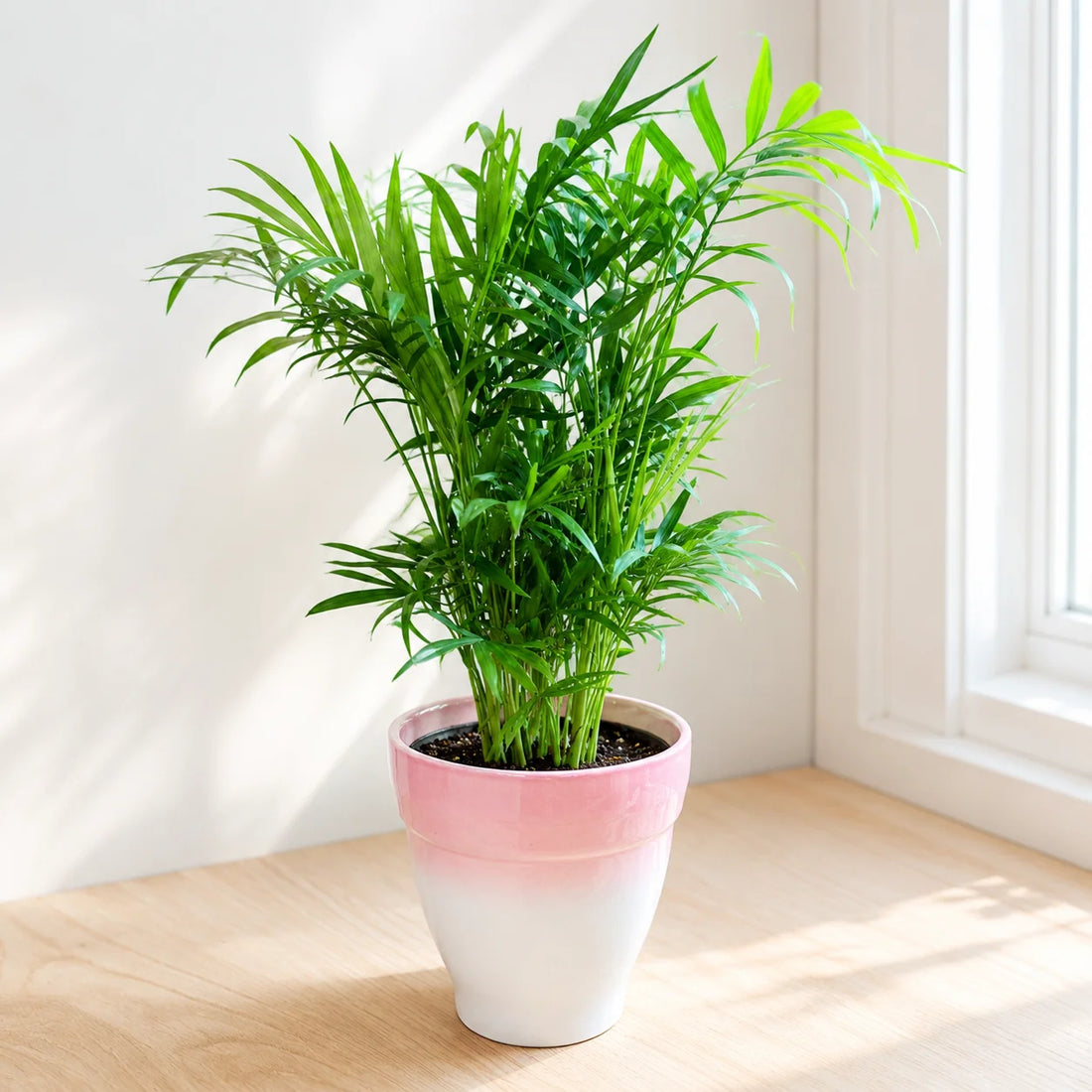 Neanthe Bella Palm in Special Planter (Indoor Plant)