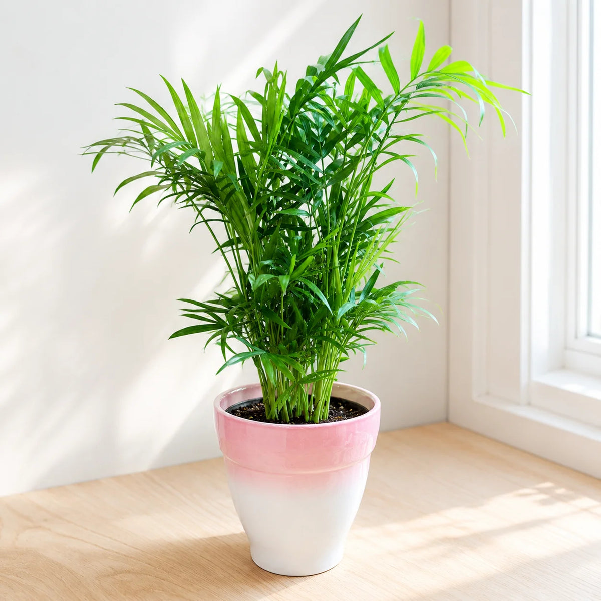 Chamaedorea elegans parlor palm with delicate feathery fronds in a ceramic planter
