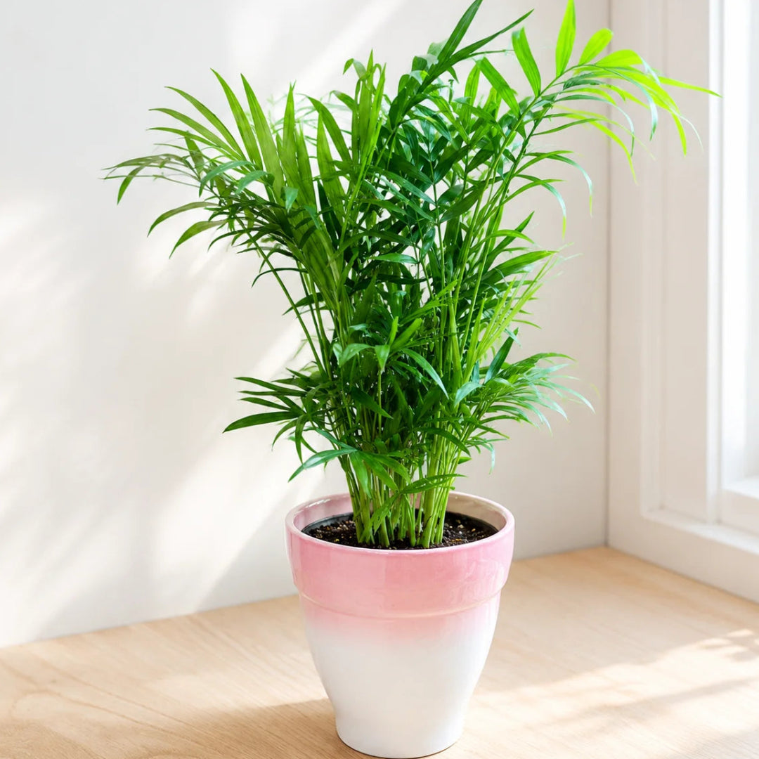 Chamaedorea palm indoor plant with soft feathery foliage in a decorative planter