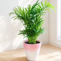 Chamaedorea palm indoor plant with soft feathery foliage in a decorative planter