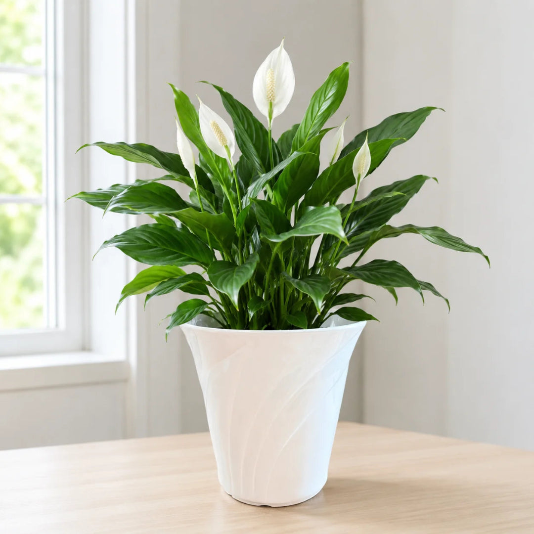 Live peace lily plant with white flowers in flared white ceramic pot