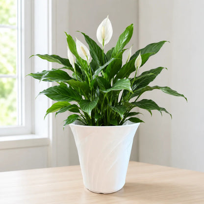 Live peace lily plant with white flowers in flared white ceramic pot