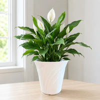 Live peace lily plant with white flowers in flared white ceramic pot