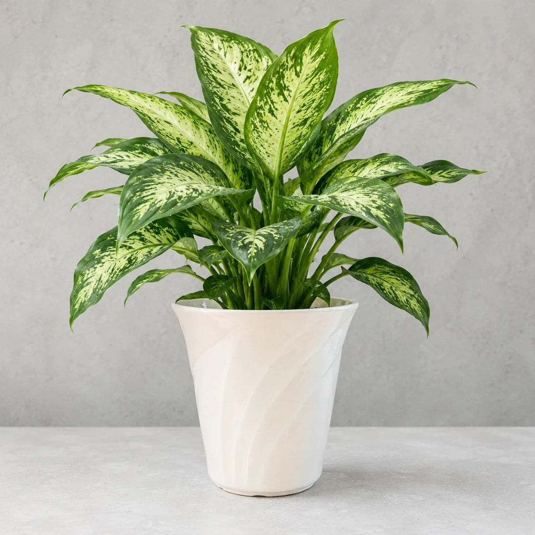 Dieffenbachia plant care display showing healthy green and cream leaves