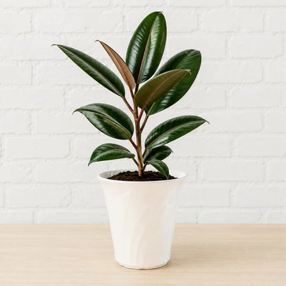 Ficus elastica rubber plant for home and office indoor spaces