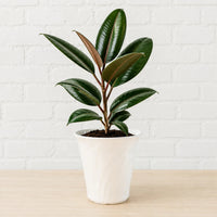 Ficus elastica rubber plant for home and office indoor spaces