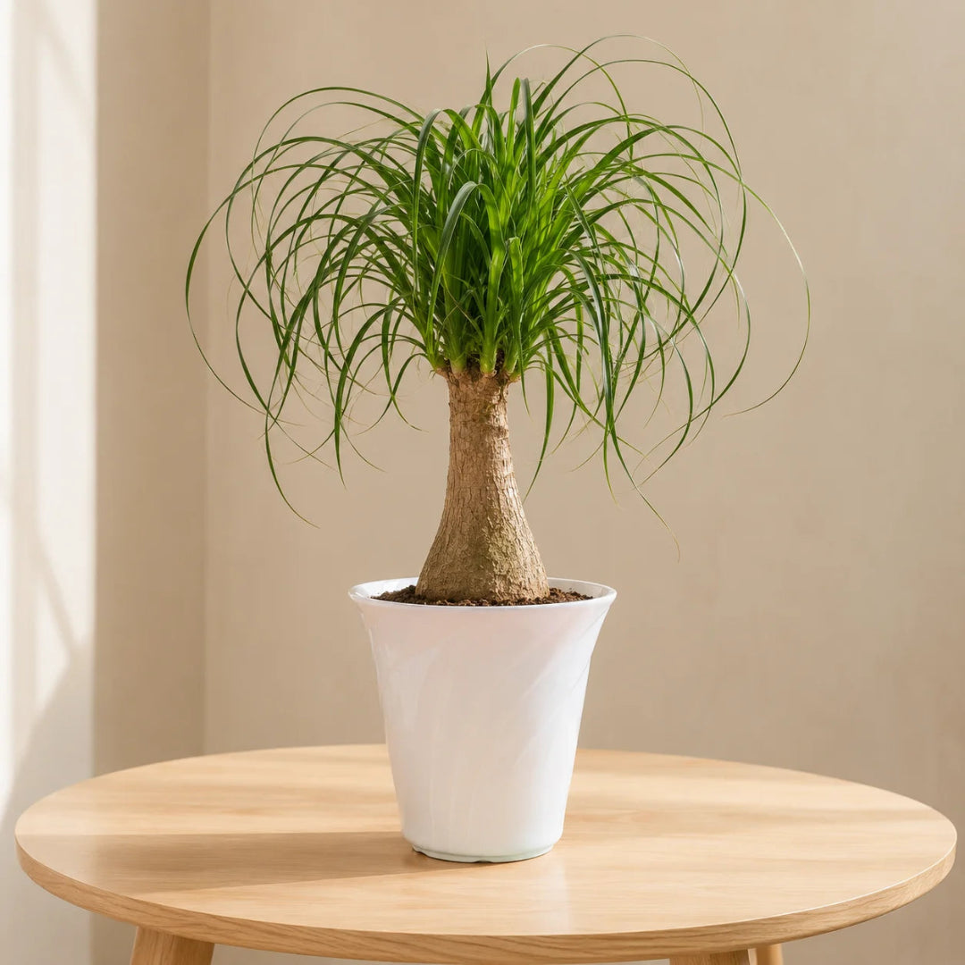 Ponytail palm plant for bright indoor spaces and home decor