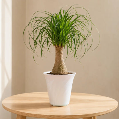 Ponytail palm plant for bright indoor spaces and home decor