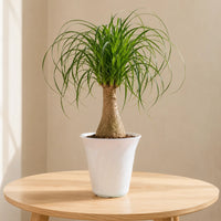 Ponytail palm plant for bright indoor spaces and home decor