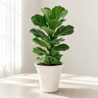 Ficus lyrata indoor plant with lush foliage and a modern ceramic pot
