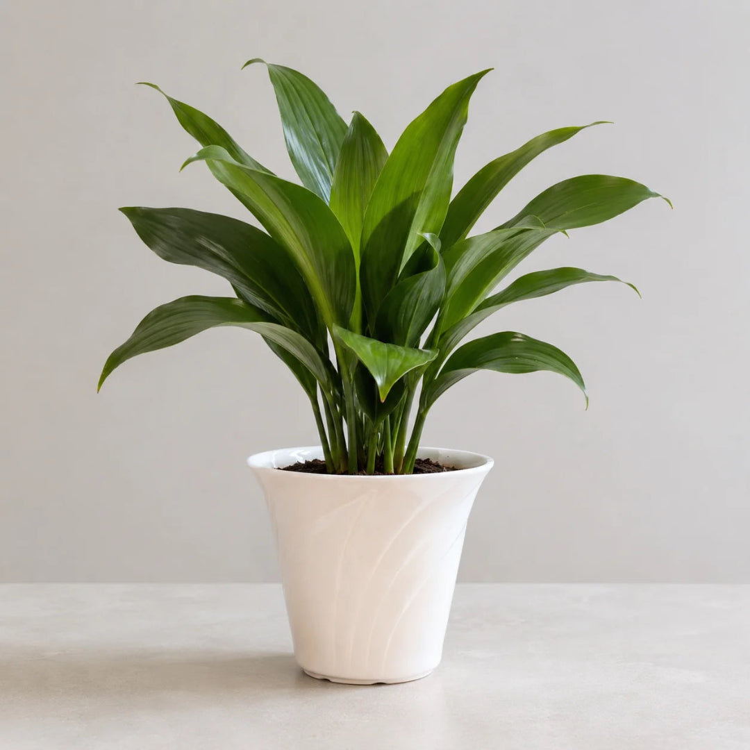 Peace lily flower plant with healthy foliage and elegant blooms for indoor décor
