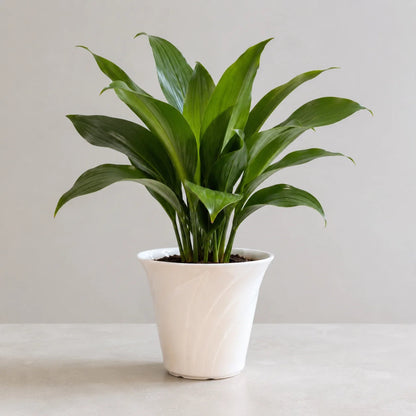 Peace lily flower plant with healthy foliage and elegant blooms for indoor décor