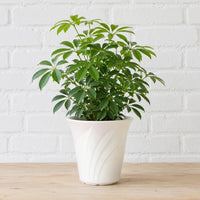 Schefflera arboricola indoor umbrella tree showing lush green canopy