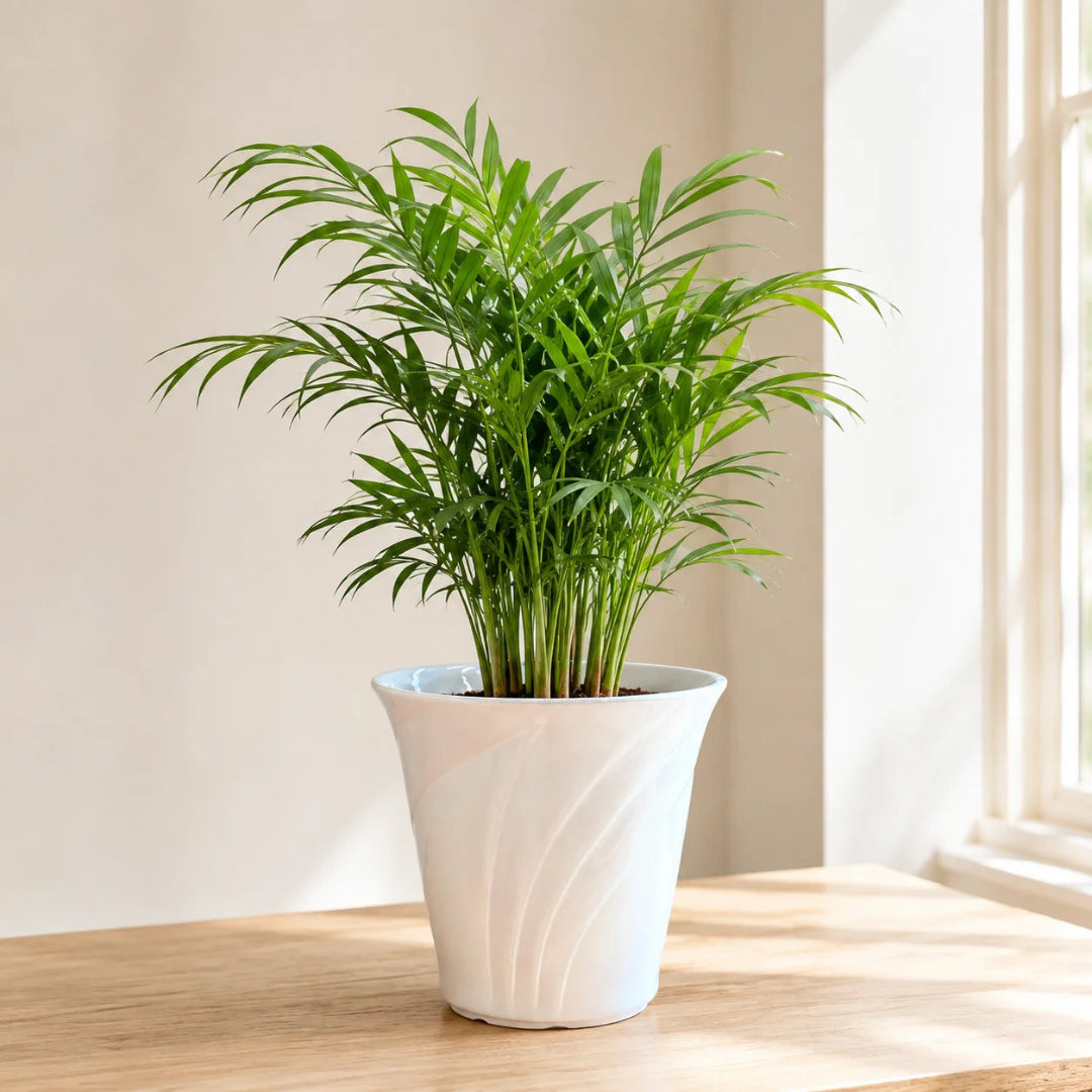 Parlor palm chamaedorea elegans with lush green tropical foliage