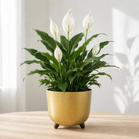 Peace Lily Plant in Ceramic Pot - Live Indoor Houseplant