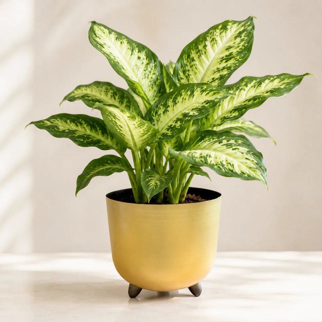 Dumb cane houseplant in ceramic pot with lush tropical foliage