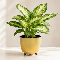 Dumb cane houseplant in ceramic pot with lush tropical foliage