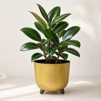 Rubber tree plant with glossy foliage in a decorative pot