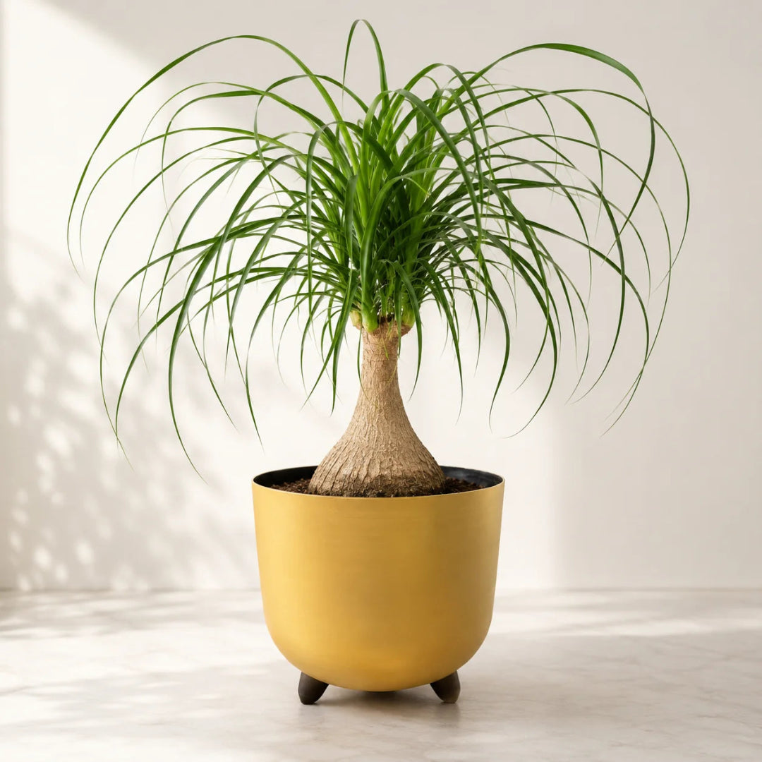 Ponytail palm houseplant displayed in modern metallic gold footed pot