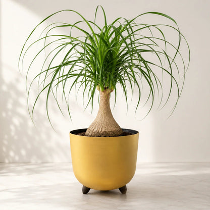 Ponytail palm houseplant displayed in modern metallic gold footed pot